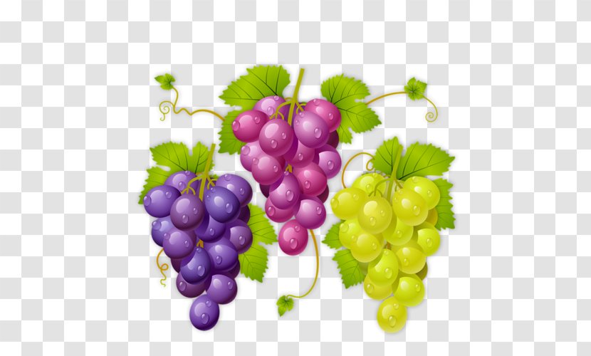 Wine La Cura De Uva Common Grape Vine Raceme Transparent PNG