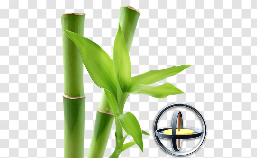 AWESOME Land Magic Flowers Mega Money Android Plant - Bamboo Transparent PNG