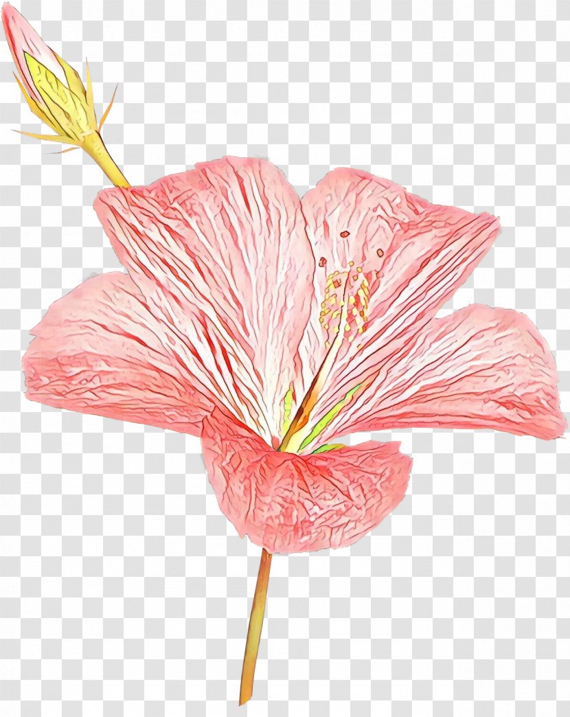 Easter Lily Background - Petal - Herbaceous Plant Mallow Family Transparent PNG