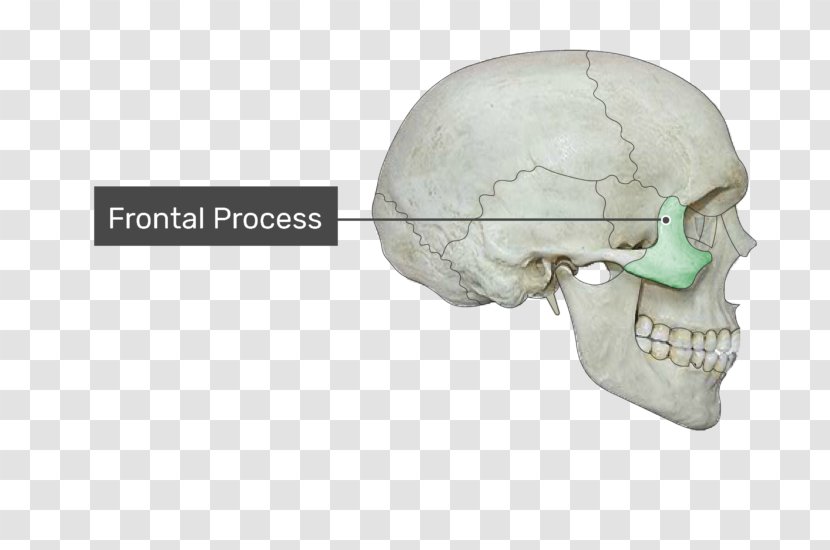 Condyloid Process Coronoid Of The Mandible Alveolar Frontal Maxilla - Joint - Skull Transparent PNG