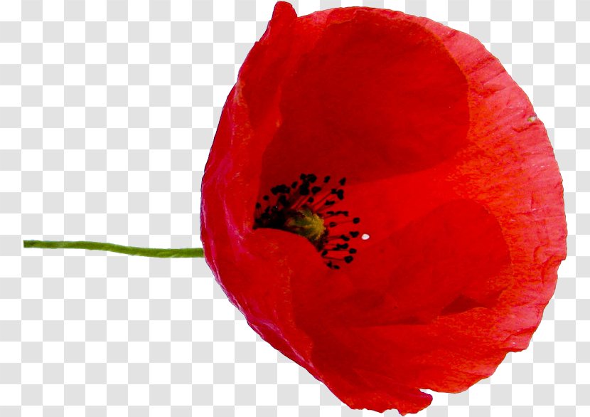 Poppy Red Flower Petal Green - Silhouette Transparent PNG