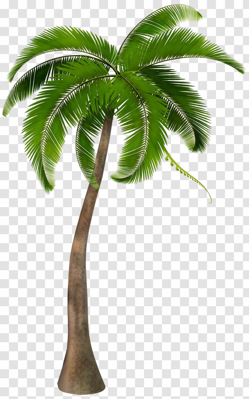 Clip Art Palm Trees Image - Tree - Tropics Transparent PNG