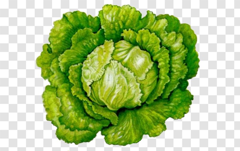 Romaine Lettuce Botany Leaf Vegetable Botanical Illustration - Food Transparent PNG