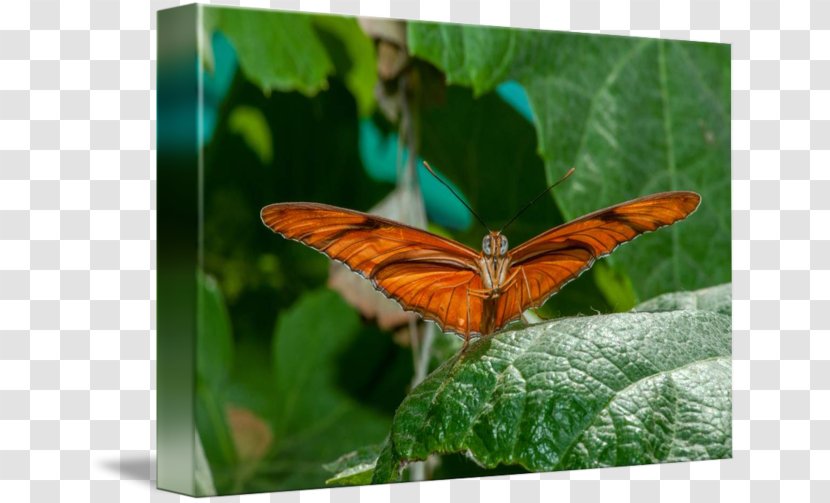 Nymphalidae Lycaenidae Moth Butterfly - Invertebrate - Glossy Butterflys Transparent PNG