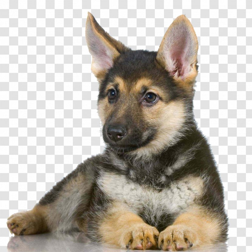 German Shepherd White Puppy Dog Breed - Group Transparent PNG