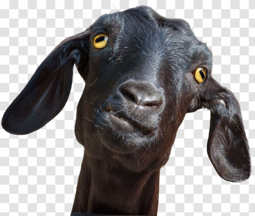 Goat Sheep Animal Clip Art Stock Photography - Sheepgoat Hybrid Transparent PNG