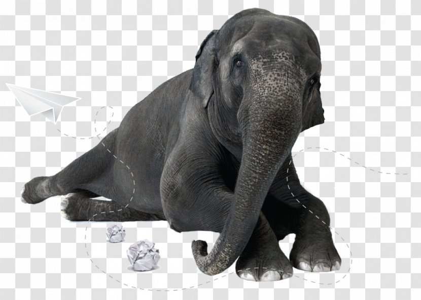 Stock Photography Elephantidae Business - Dog Breed Transparent PNG