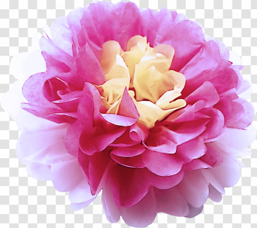 Pink Petal Flower Plant Common Peony - Rose Family Pompom Transparent PNG