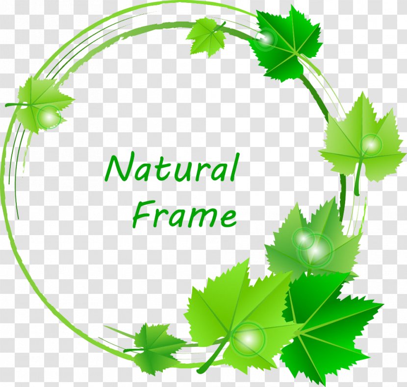 Leaf Green Euclidean Vector - Grapevine Family - Tree Leaves Ring Transparent PNG