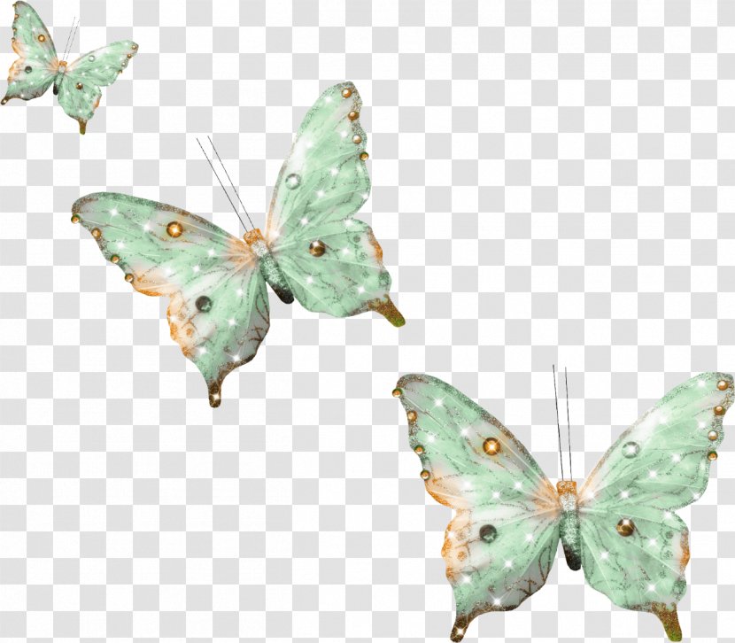 Butterfly - Moth - 3 Transparent PNG