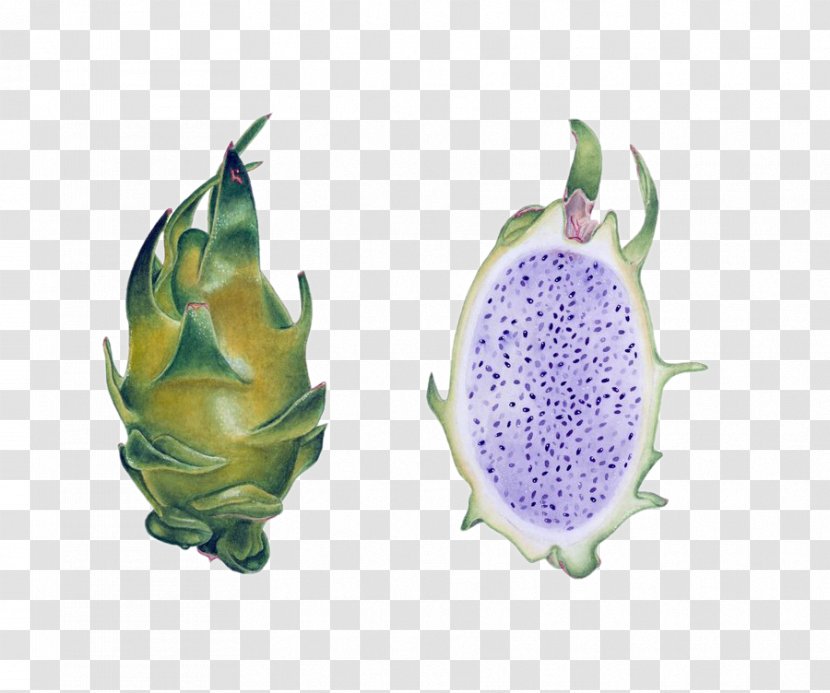 Juice Fruitcake Pitaya Hylocereus Undatus - Hand-painted Purple Dragon Fruit Pulp Material Transparent PNG