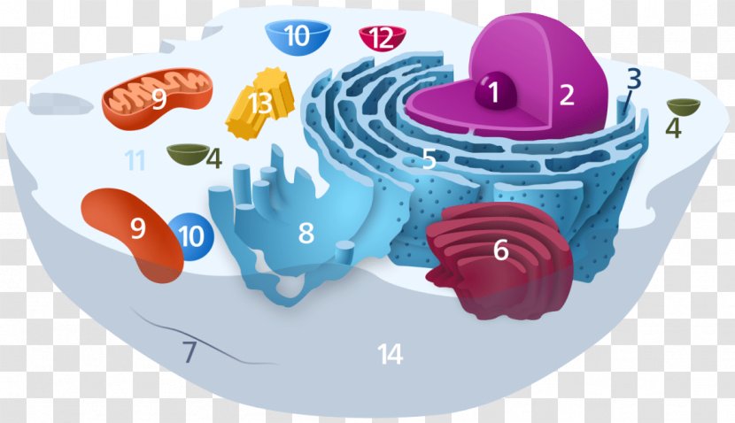 Golgi Apparatus Endomembrane System Cell Organelle Endoplasmic Reticulum - Membrane - Ribosome Transparent PNG