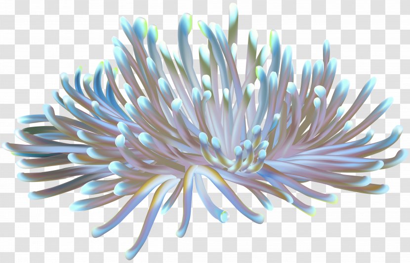 Sea Anemone Coral Clip Art - Marine Biology - Under Water Transparent PNG