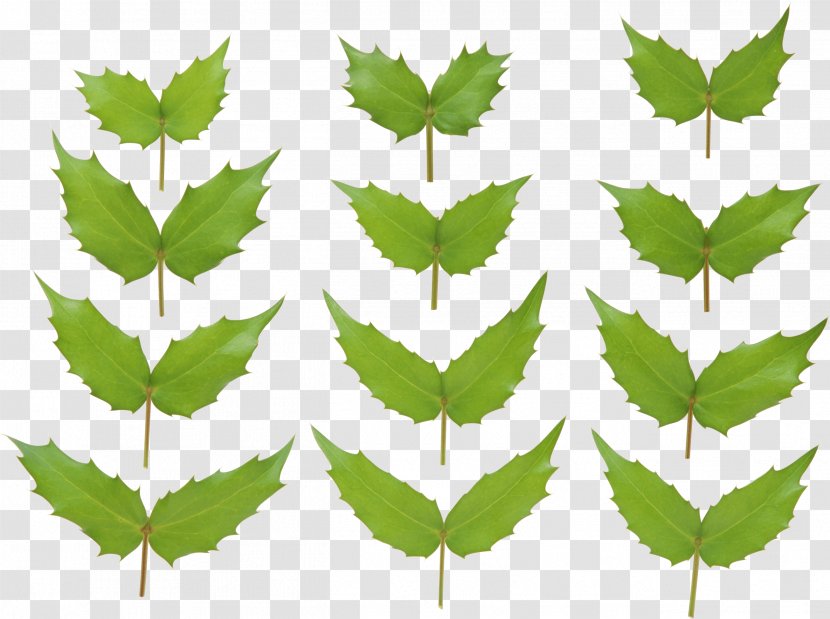 Leaf - Twig - Green Transparent PNG