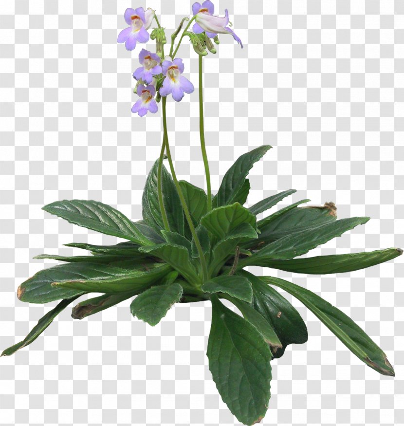 Herbalism Bellflower Violet Herbaceous Plant - L3 Communications - Pot Transparent PNG