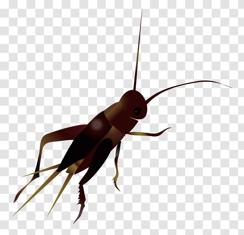 Cockroach Insect Cricket - Organism Transparent PNG