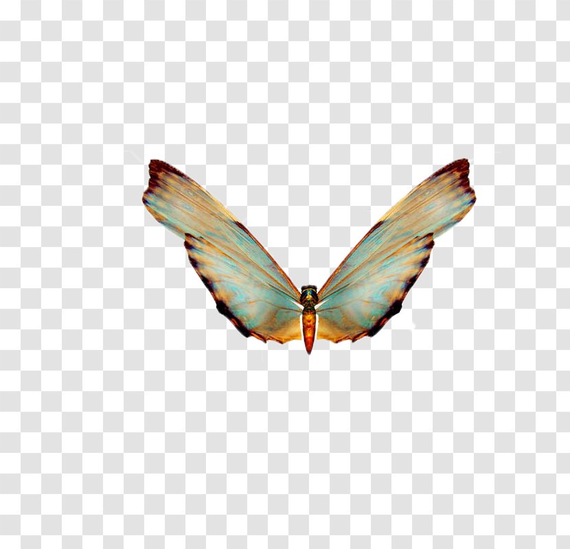 Butterfly Clip Art - Butterflies And Moths - Butterfly,insect,specimen Transparent PNG