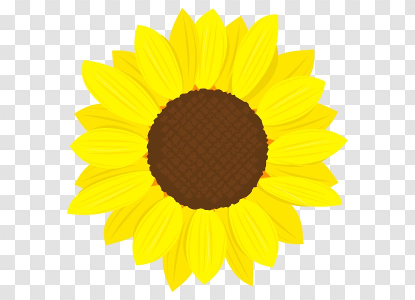 Common Sunflower Clip Art - Girasoles Transparent PNG