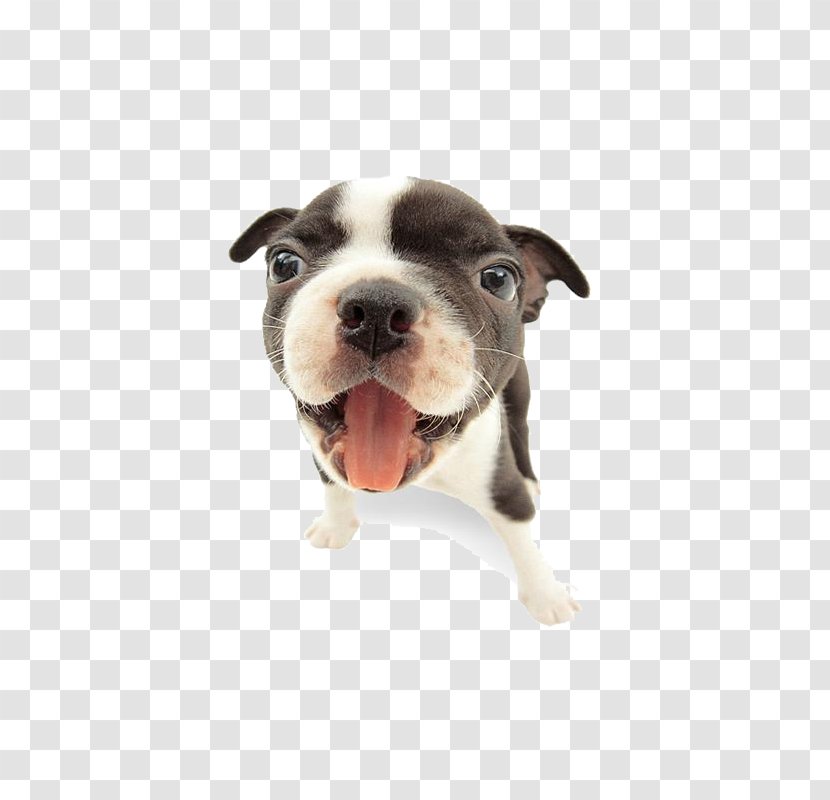 French Bulldog Puppy Shock Collar Dog Training - Mug Shot Transparent PNG