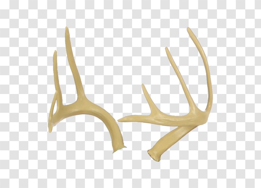 Antler Fallow Deer Elk Horn - Antlers Transparent PNG