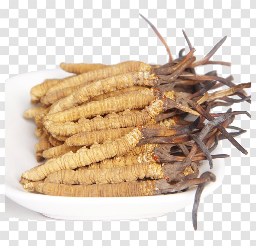 Edible Birds Nest Caterpillar Fungus Traditional Chinese Medicine Cordyceps - Food - New Grass Herbs Transparent PNG