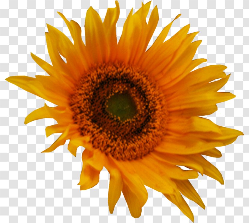 Common Sunflower Clip Art - Seed - Flower Transparent PNG