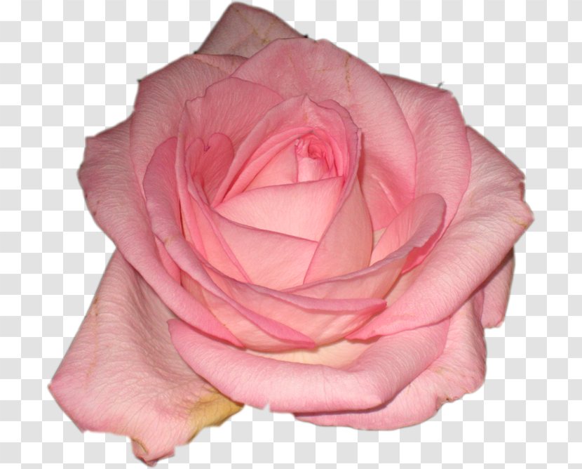 Garden Roses Centifolia Cut Flowers Floribunda - Laceleaf - Marriage Transparent PNG