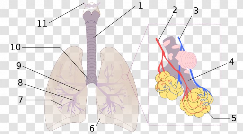 Pulmonary Alveolus Lung Bronchus Anatomy Bronchiole - Silhouette - Dead Space Transparent PNG