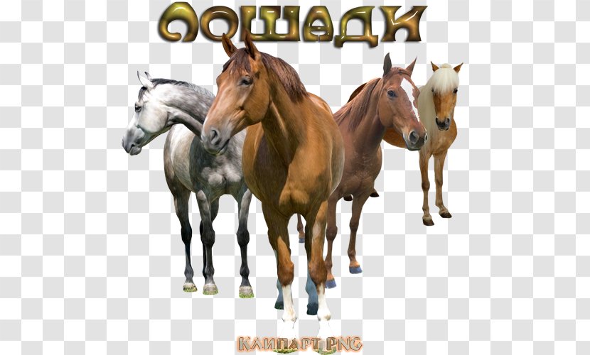 Mustang Stallion Foal Pony Clip Art Transparent PNG