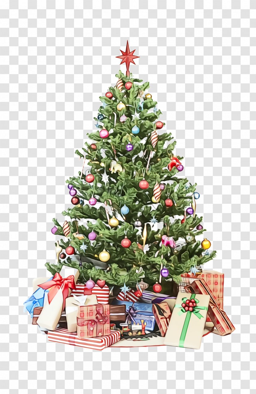 Christmas Tree - Colorado Spruce - Fir Transparent PNG