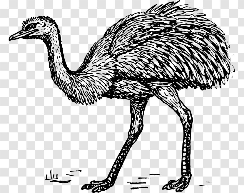 Common Ostrich Greater Rhea Clip Art - Fowl - Ambedkar Image Transparent PNG