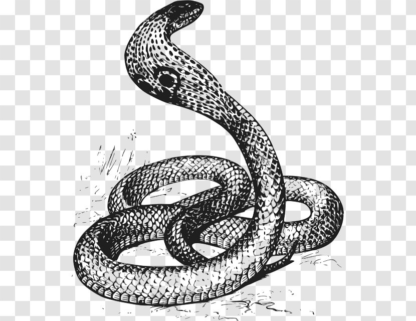 Snake Drawing Black And White Clip Art - The Atmosphere Was Strewn With Flowers Transparent PNG