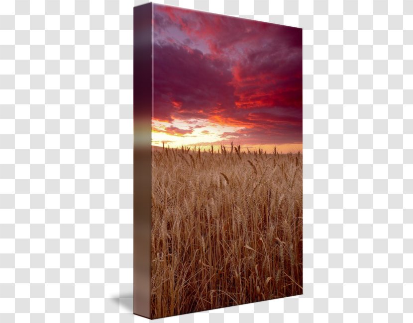 Camas Wheat Prairie Sky Grain - Photography - Fealds Transparent PNG