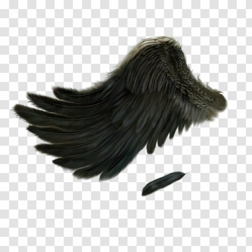 Fallen Angel Photography - Feather - Wing Transparent PNG