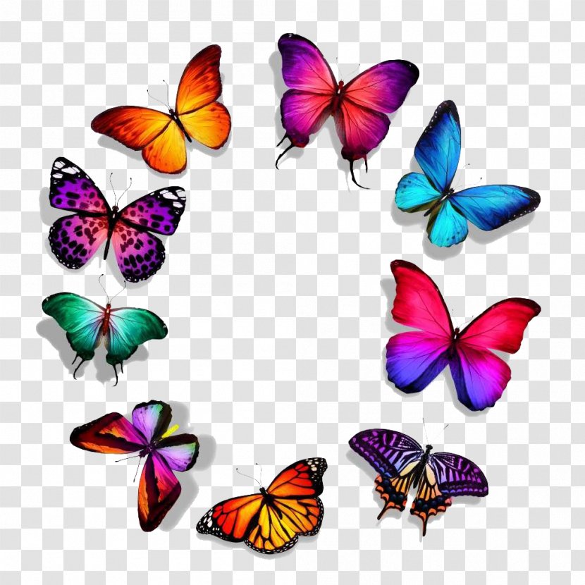 Butterfly Royalty-free Stock Photography - Insect - Series,-,Beautiful Circle Of Transparent PNG