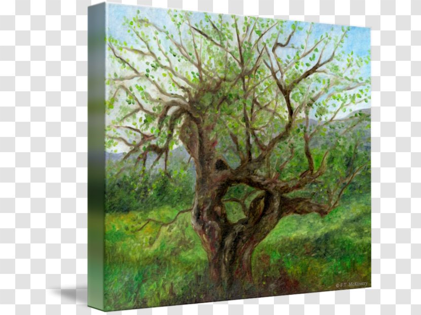 Gallery Wrap Forest Vegetation Canvas Printmaking - Apple Transparent PNG