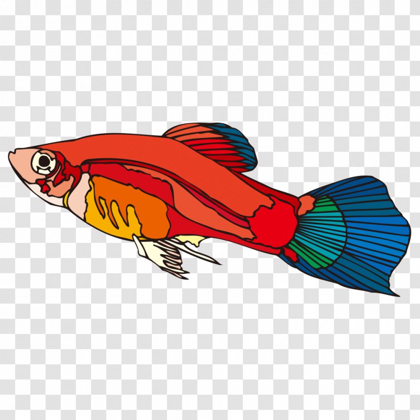 Cartoon Fish Guppy - Breed Transparent PNG