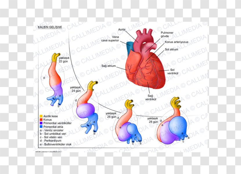 Heart Development Human Anatomy Circulatory System - Flower Transparent PNG