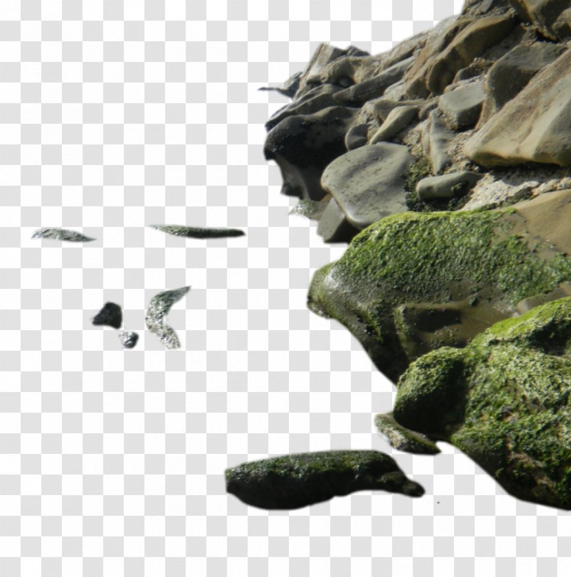 Rock Sea Clip Art - Beak Transparent PNG