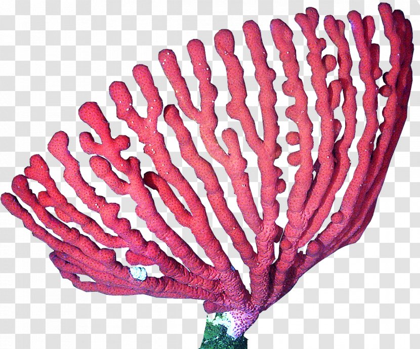 Clip Art Coral Vector Graphics Image - Banksia Caleyi Transparent PNG