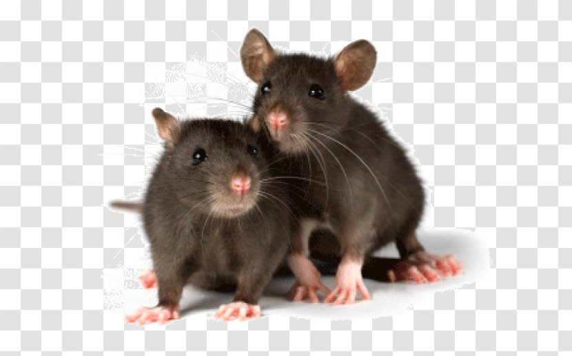 Mouse Rodent Fancy Rat Pet Laboratory Transparent PNG