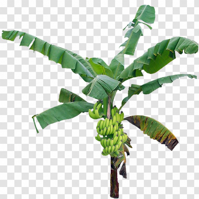 Tree Banana - Leaf Transparent PNG