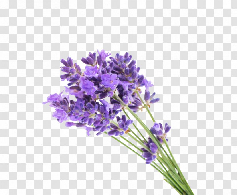 English Lavender Flower Gel Oil - Plant - Bouquet Transparent PNG