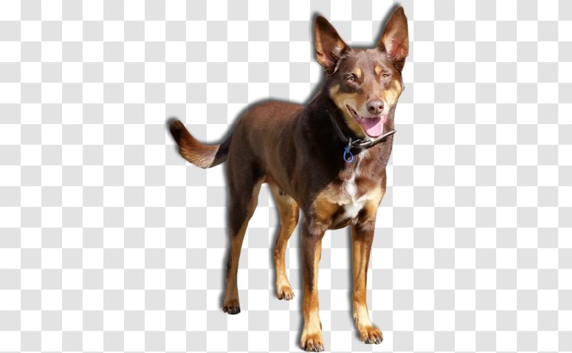 Ormskirk Terrier Australian Kelpie Jack's K9 Place Boarding Kennels And Cattery Cattle Dog - Breed Group - Animal Hotel Transparent PNG