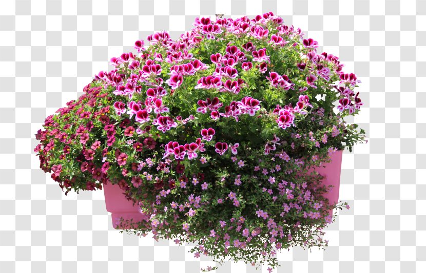 Gardening Dvořák And Son Shrub Fruit Tree Flowerpot - Flower - Helichrysum Transparent PNG