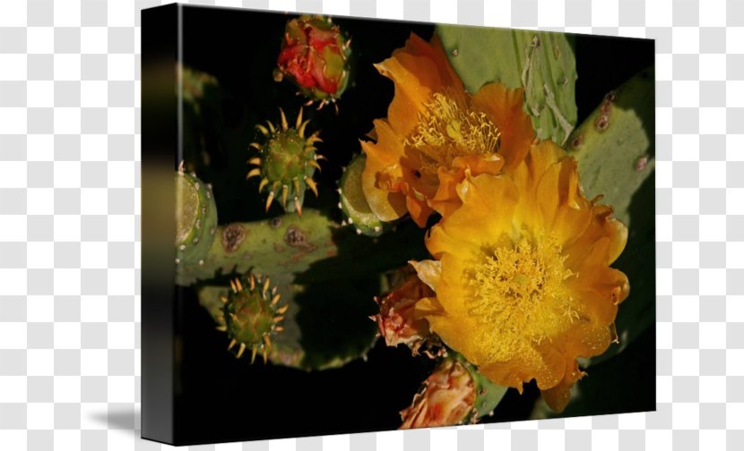 Prickly Pear Still Life Photography - Cactus Canvas Transparent PNG
