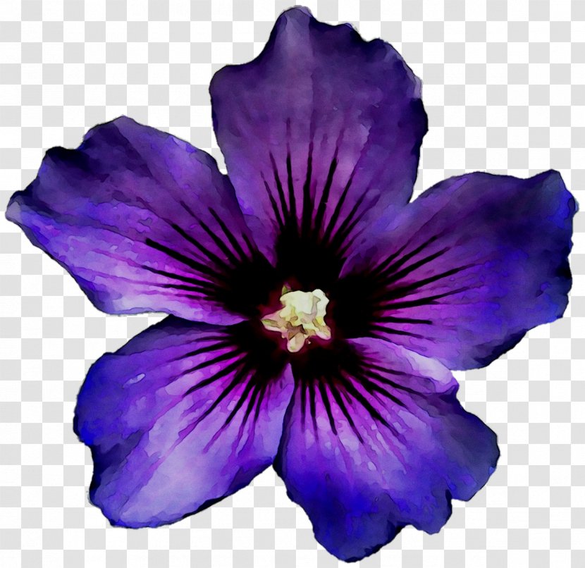Rosemallows Herbaceous Plant Plants - Blue - Violet Family Transparent PNG