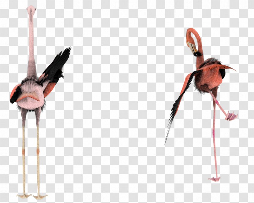 Bird DeviantArt Flamingo - Art Transparent PNG
