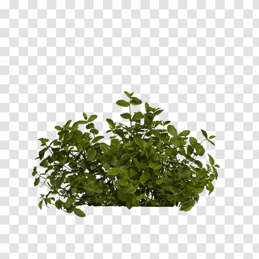 Leaf Tree Herb Shrub - Balsam Hill Transparent PNG