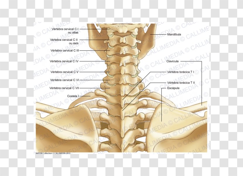 Neck Bone Human Body Skeleton Anatomy - Frame Transparent PNG